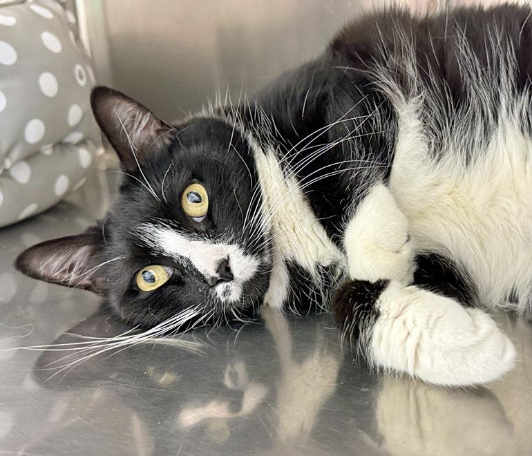 Arya and Jupiter, a ADOPTABLE Domestic Short Hair in E Falmouth, MA image 5/6