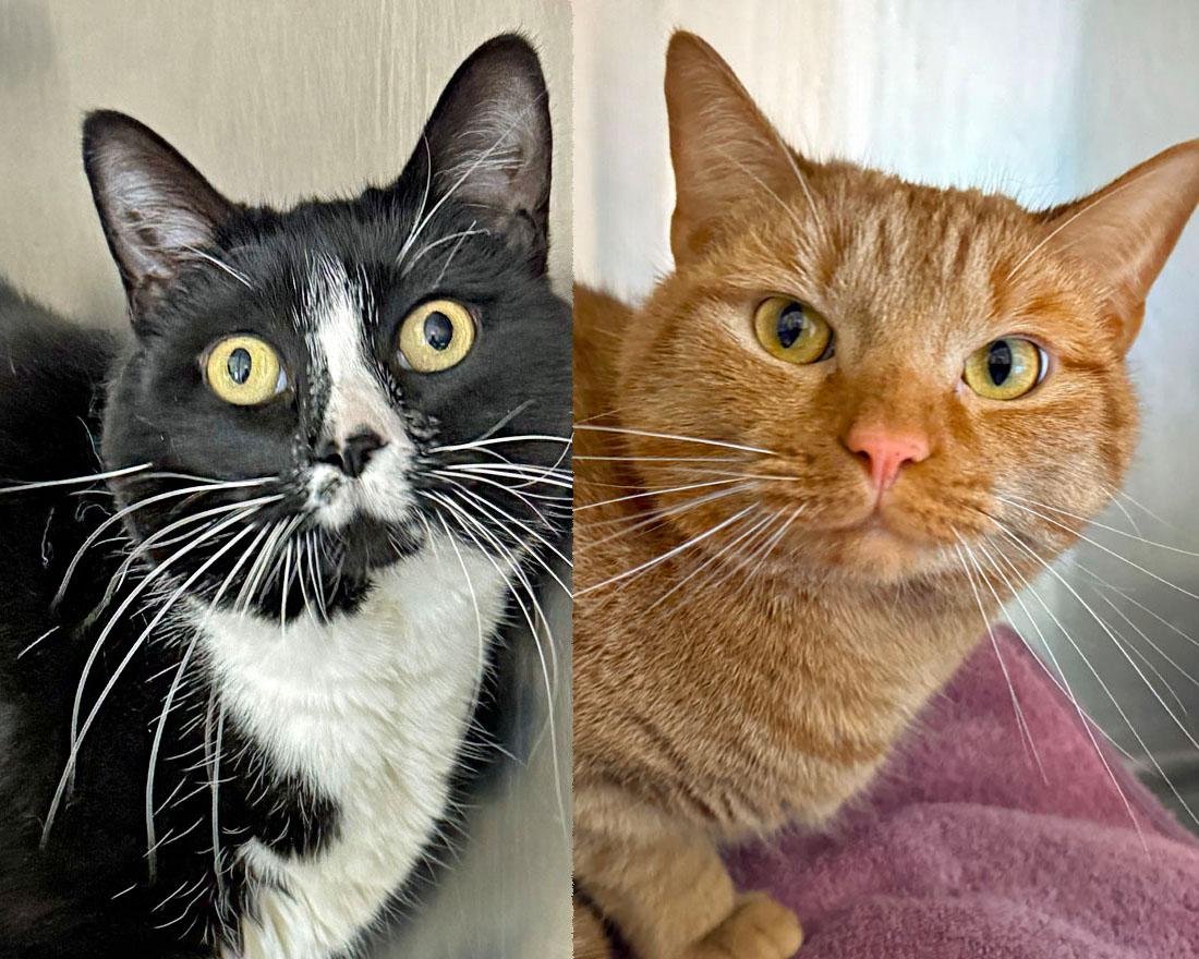 Arya and Jupiter, ADOPTABLE, Adult Female Domestic Short Hair.