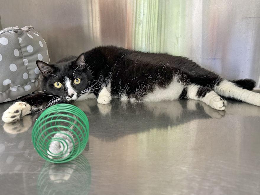 Arya and Jupiter, a ADOPTABLE Domestic Short Hair in E Falmouth, MA image 3/6