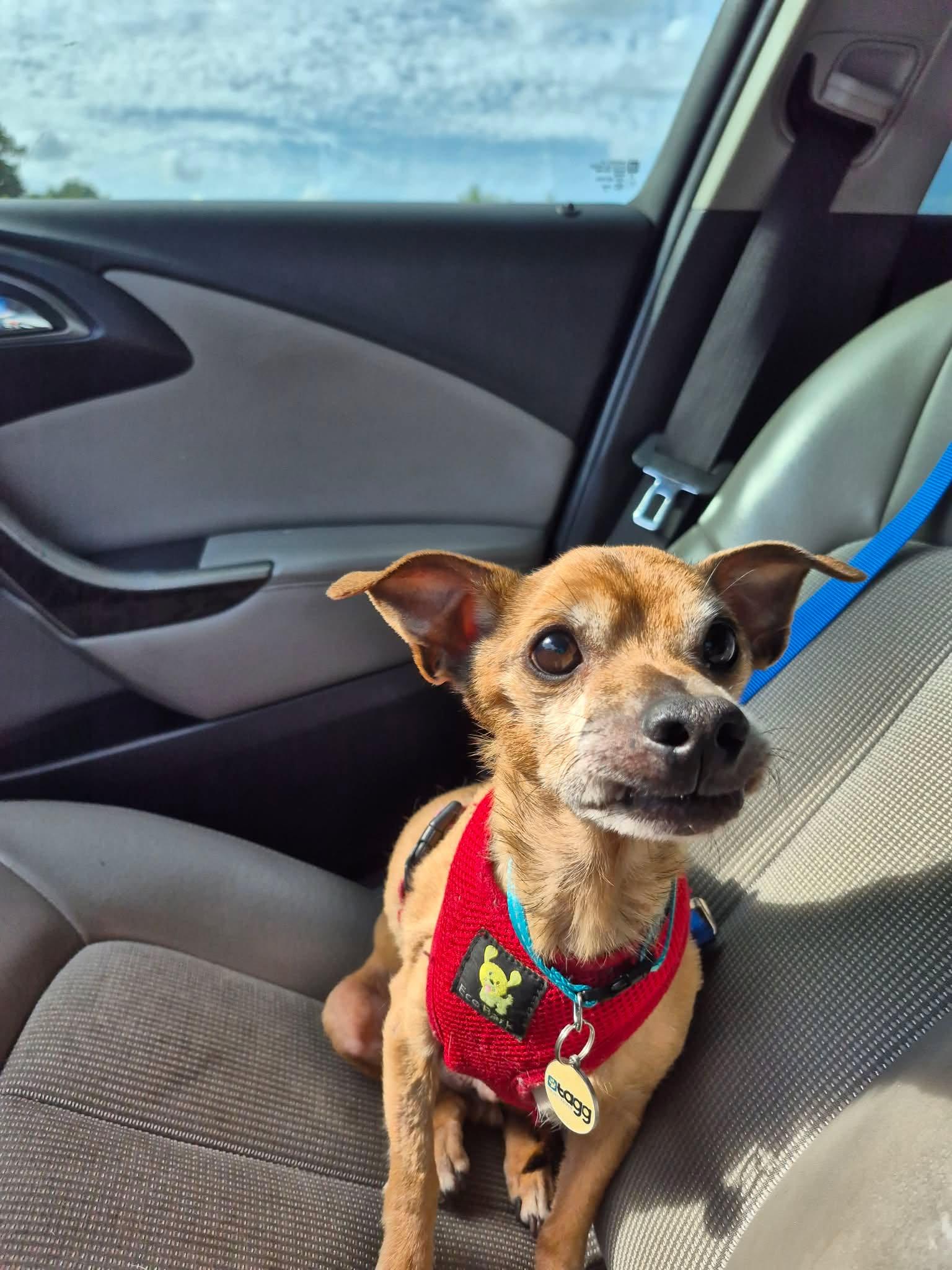Enlarge Joey Tribbiani, an adopted mixed breed in metairie, LA image 6/6