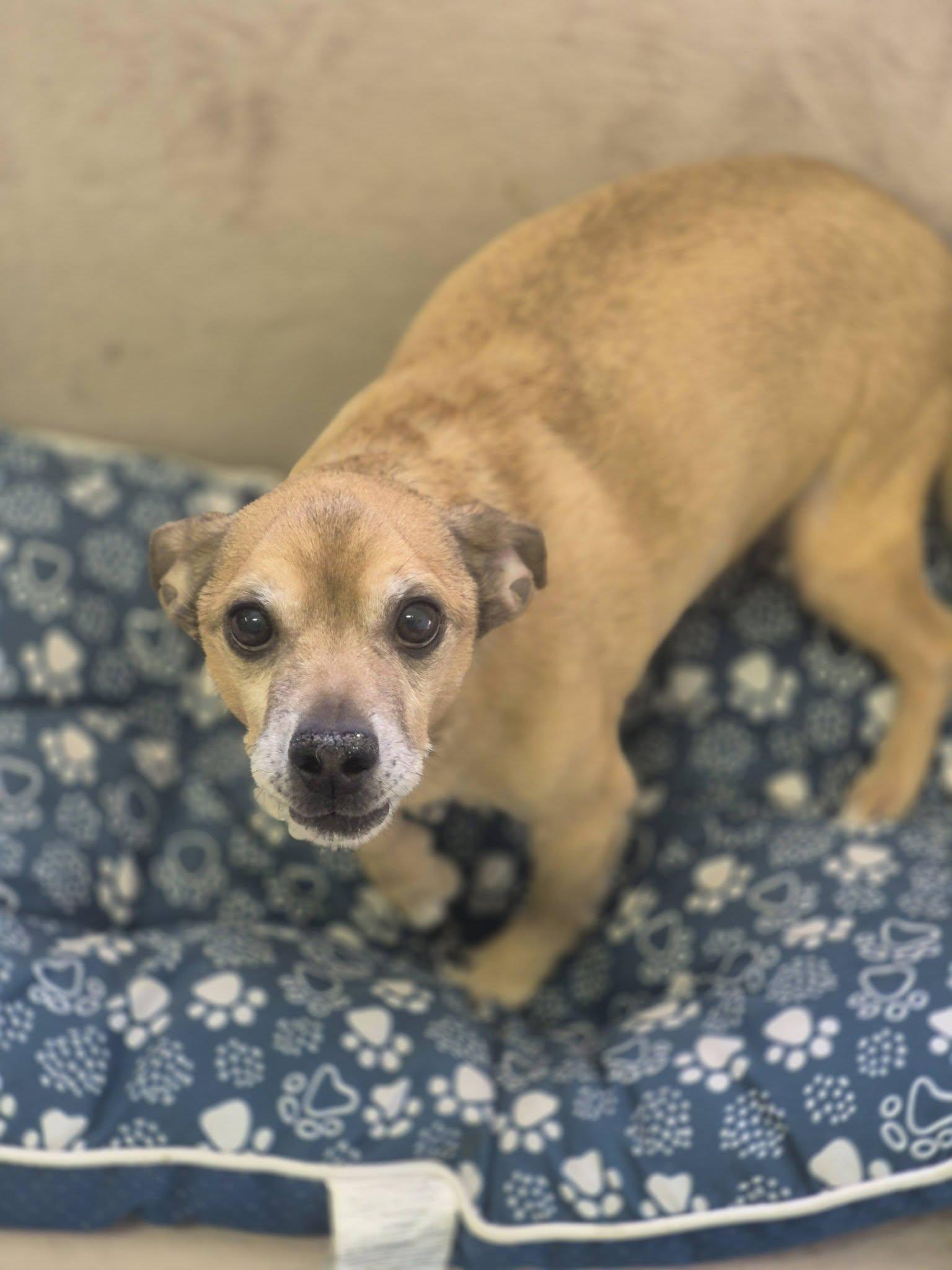 Enlarge Joey Tribbiani, an adopted mixed breed in metairie, LA image 5/6