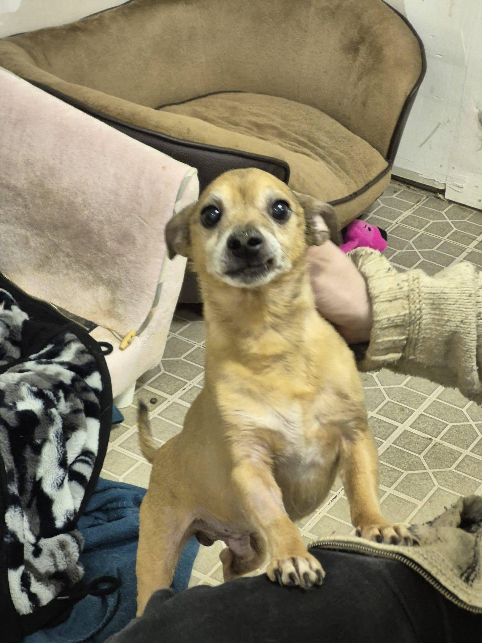 Enlarge Joey Tribbiani, an adopted mixed breed in metairie, LA image 4/6