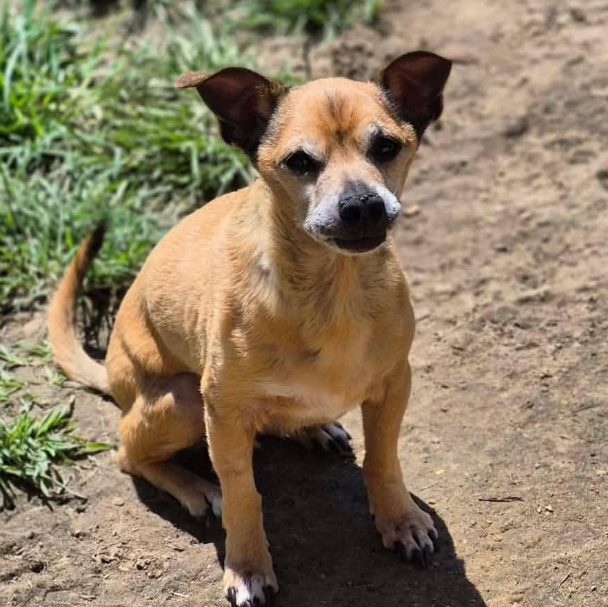 Enlarge Joey Tribbiani, an adopted mixed breed in metairie, LA image 2/6