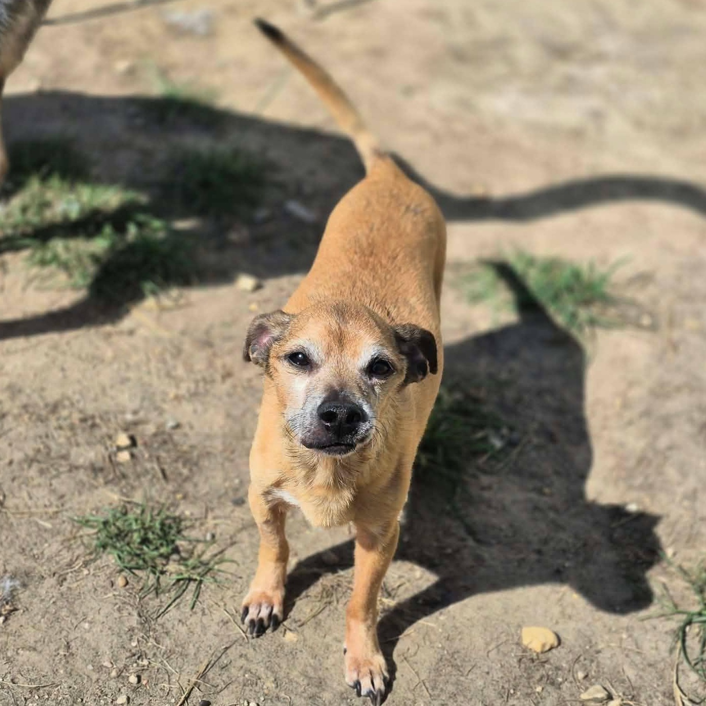 Enlarge Joey Tribbiani, an adopted mixed breed in metairie, LA image 3/6