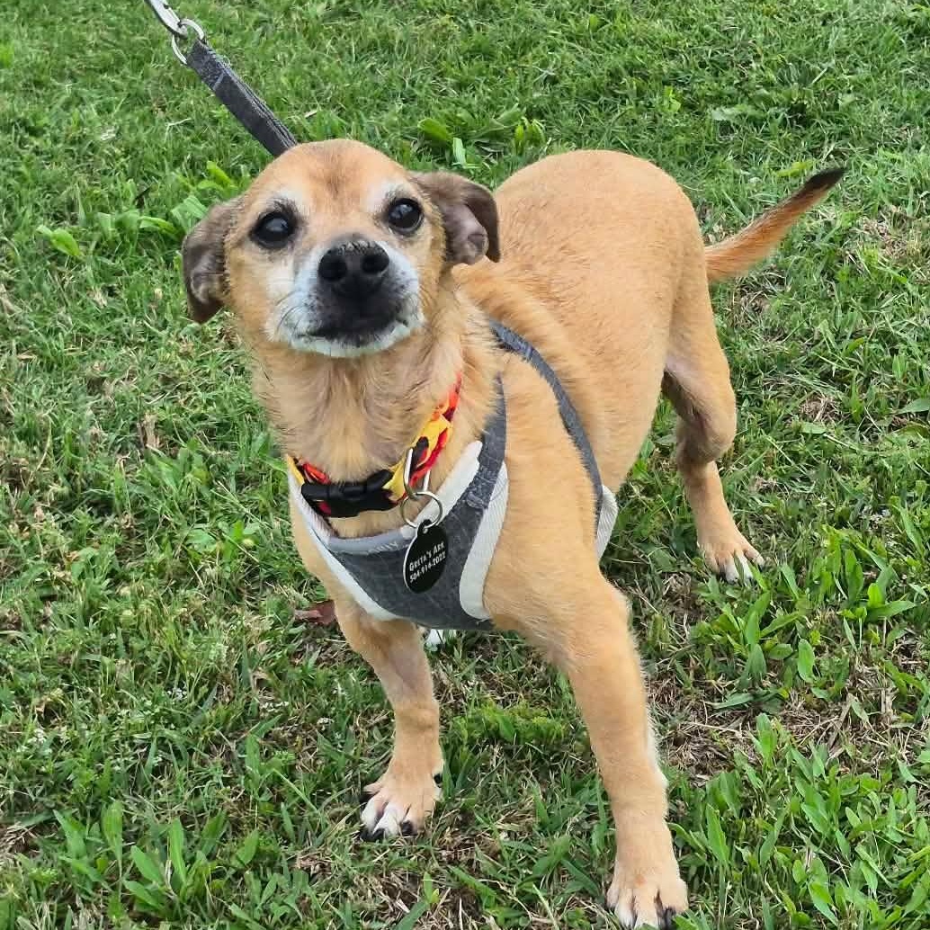 Joey Tribbiani, adopted, Senior Male Chihuahua & Dachshund.