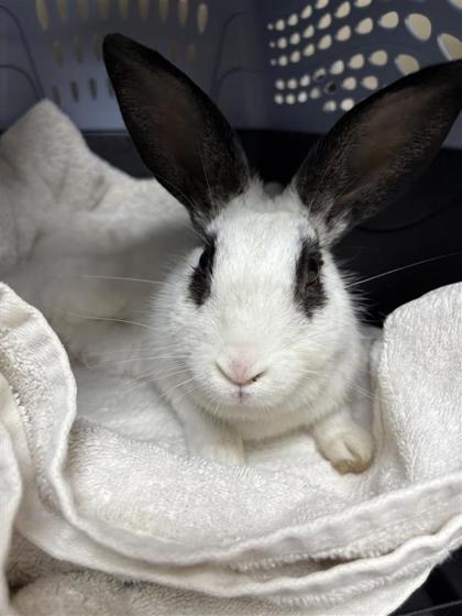 Licorice, Adoptable, Young Male American & American.