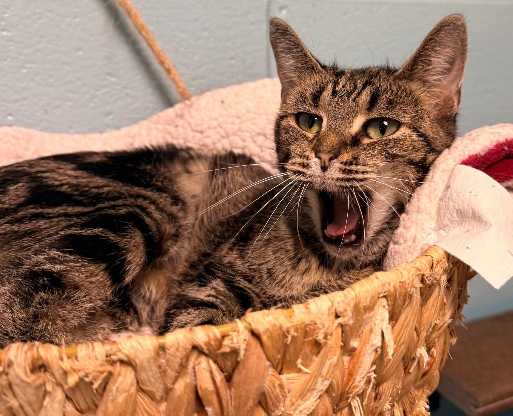 Enlarge Faye, a Adoptable mixed breed in Defiance, OH image 1/6