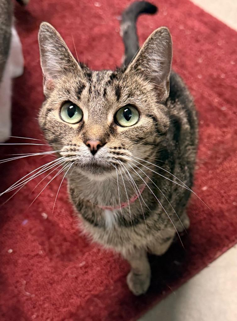 Enlarge Faye, a Adoptable mixed breed in Defiance, OH image 2/6