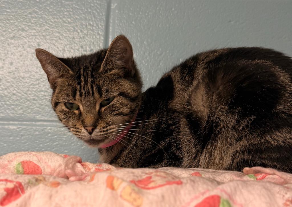 Enlarge Faye, a Adoptable mixed breed in Defiance, OH image 3/6