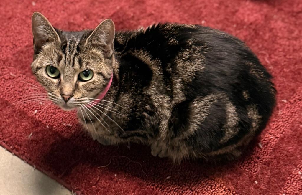 Enlarge Faye, a Adoptable mixed breed in Defiance, OH image 4/6