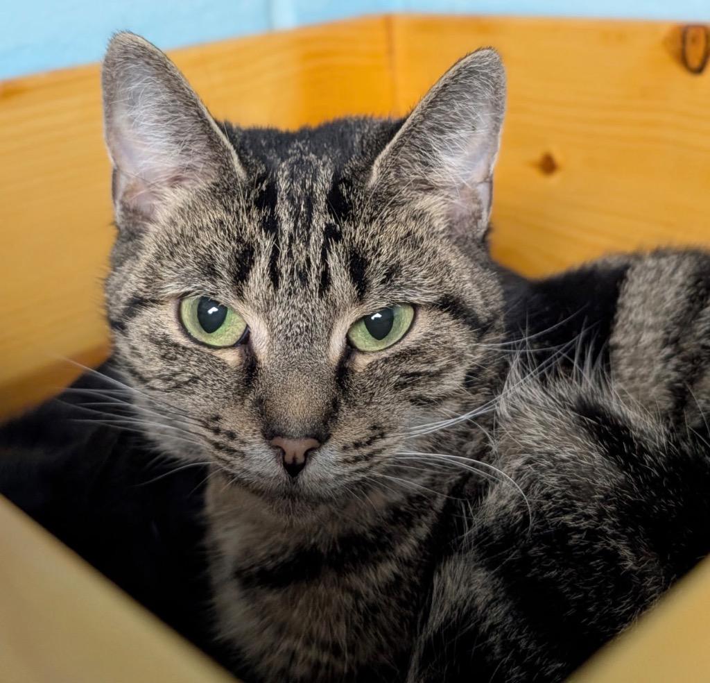 Enlarge Faye, a Adoptable mixed breed in Defiance, OH image 5/6