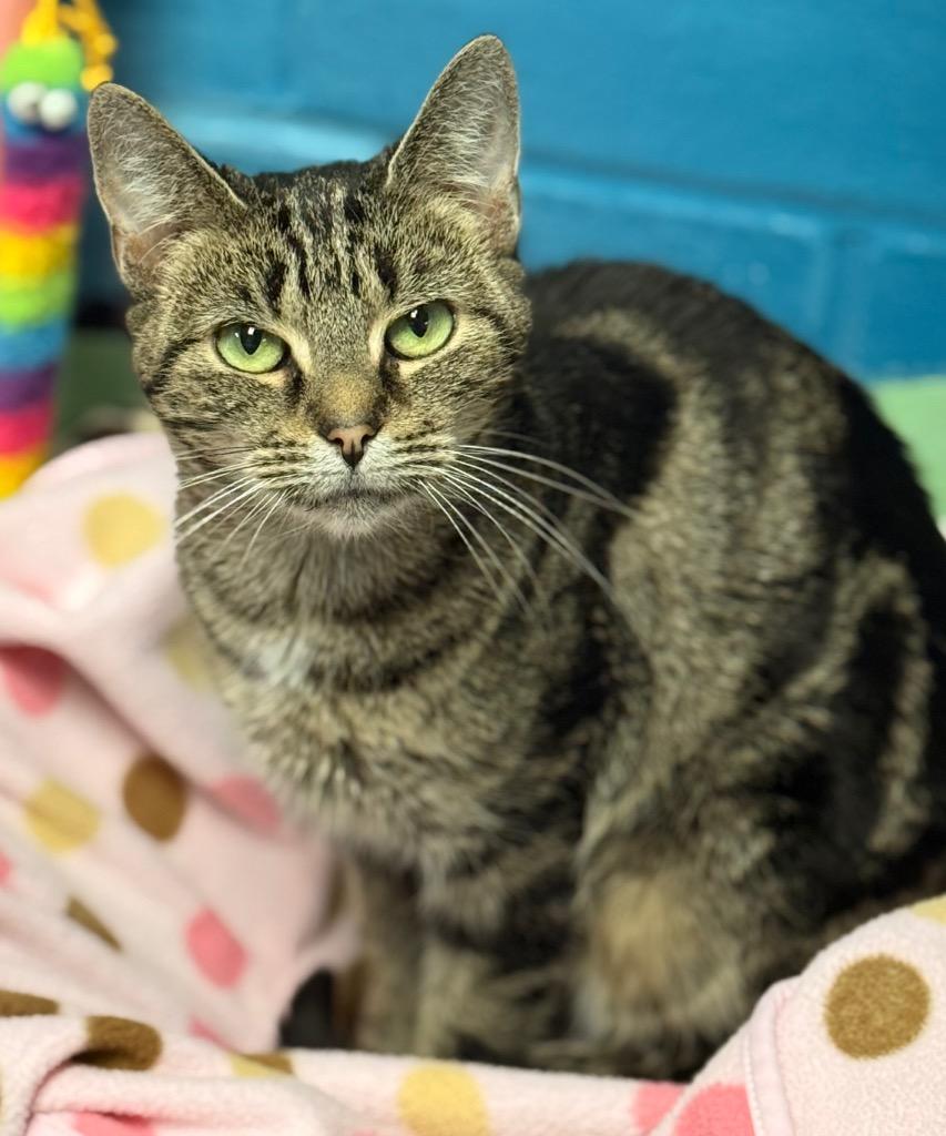 Enlarge Faye, a Adoptable mixed breed in Defiance, OH image 6/6