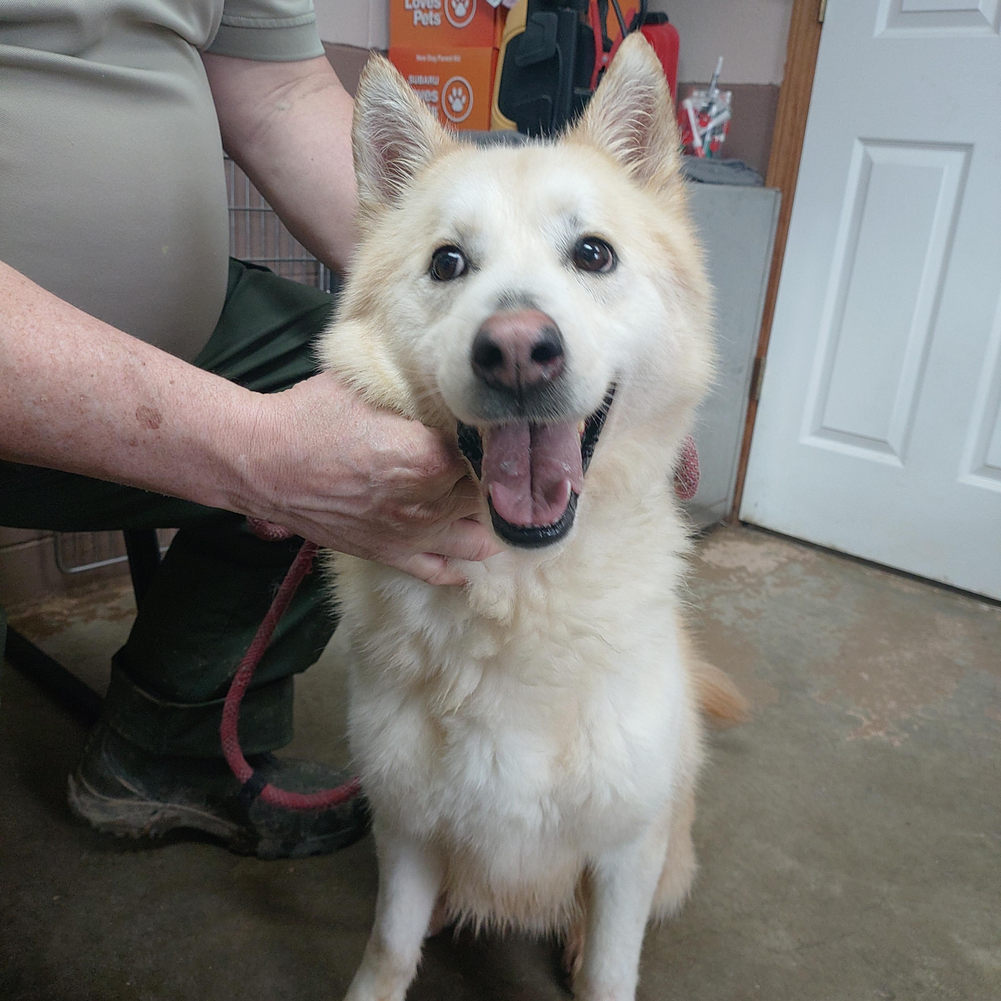 25-175, adopted, Adult Male Husky.