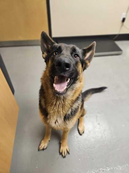 Enlarge Olive, a Adopted mixed breed in Bellingham, WA image 3/3