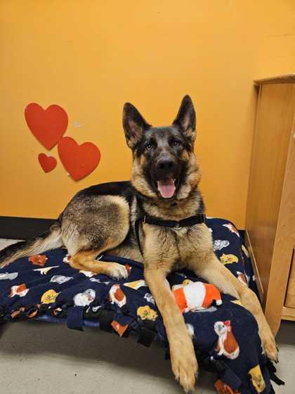 Enlarge Olive, a Adopted mixed breed in Bellingham, WA image 2/3