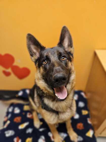Enlarge Olive, a Adopted mixed breed in Bellingham, WA image 1/3