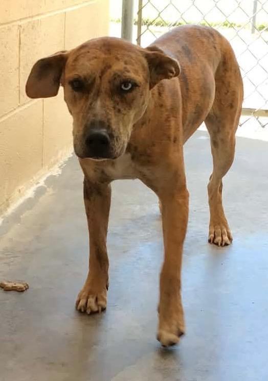 Enlarge Iris, a Adoptable mixed breed in Beebe, AR image 1/1