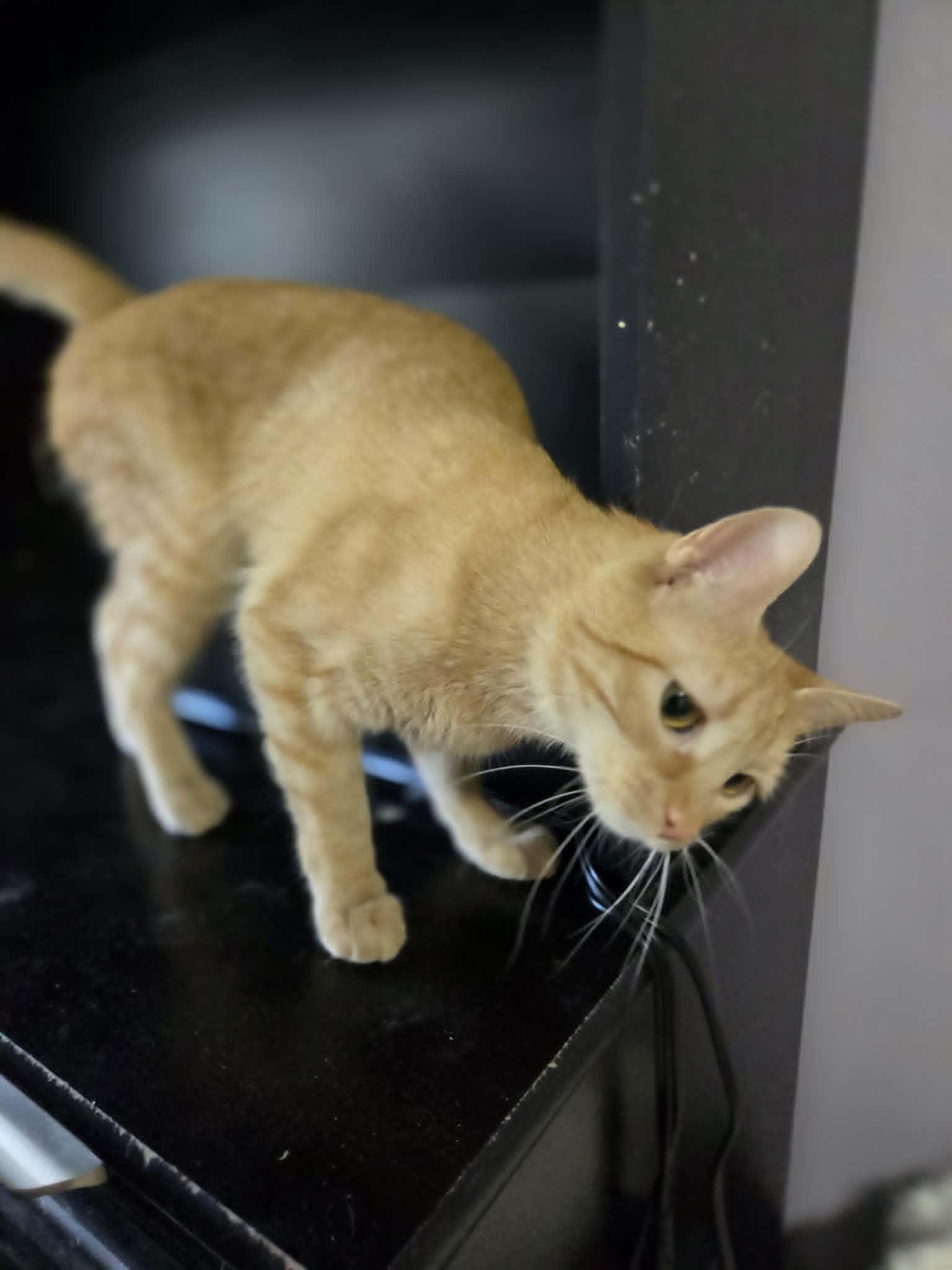 Enlarge MICKEY, a ADOPTABLE Domestic Short Hair in Loveland, CO image 4/4