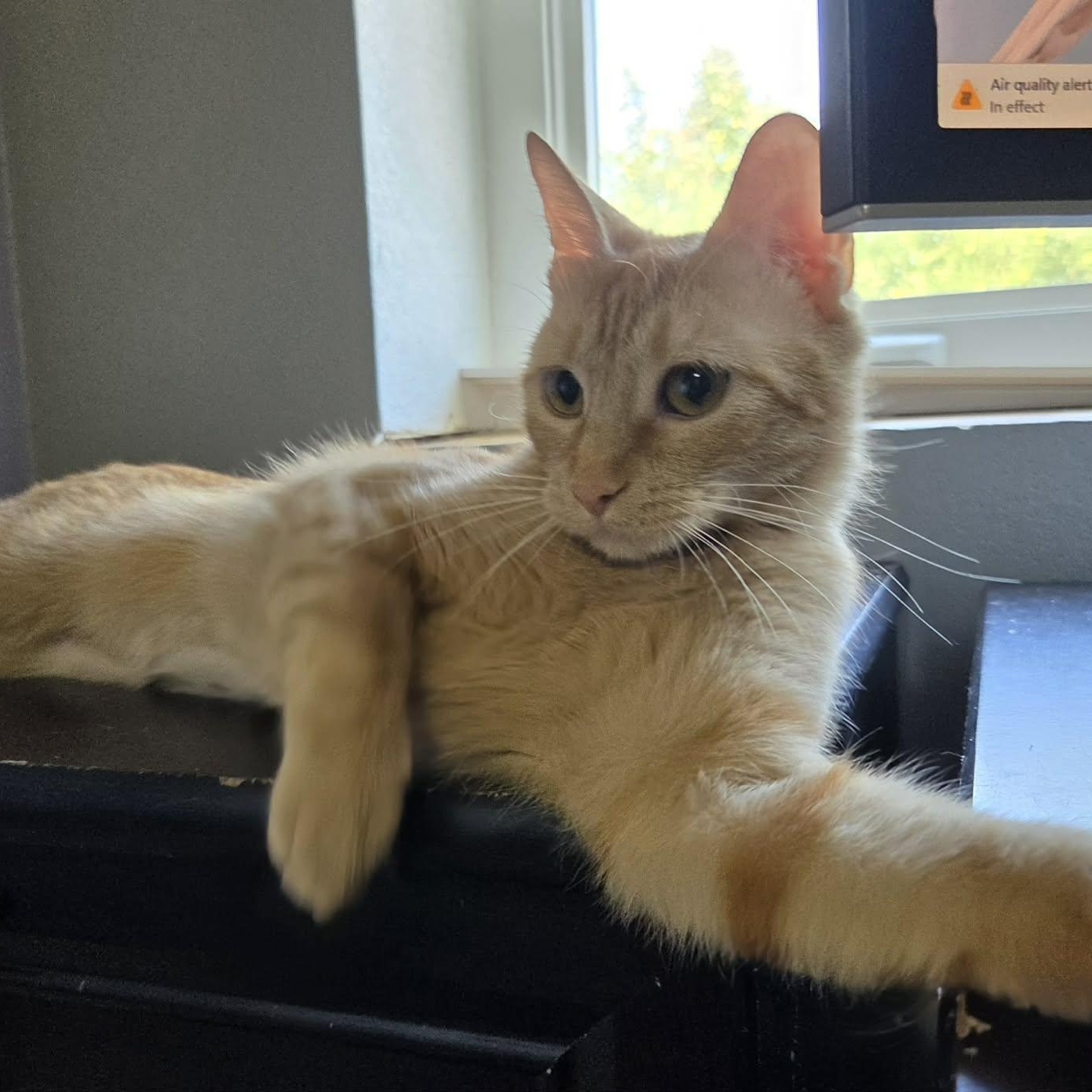 Enlarge MICKEY, a ADOPTABLE Domestic Short Hair in Loveland, CO image 6/6