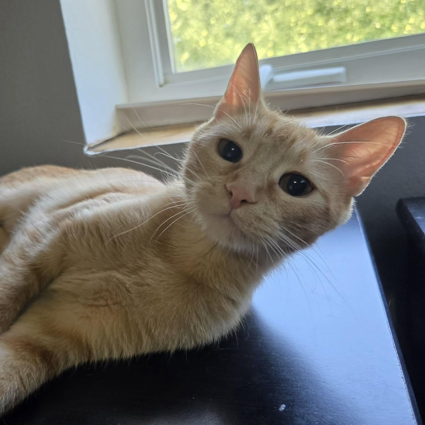 Enlarge MICKEY, a ADOPTABLE Domestic Short Hair in Loveland, CO image 5/6