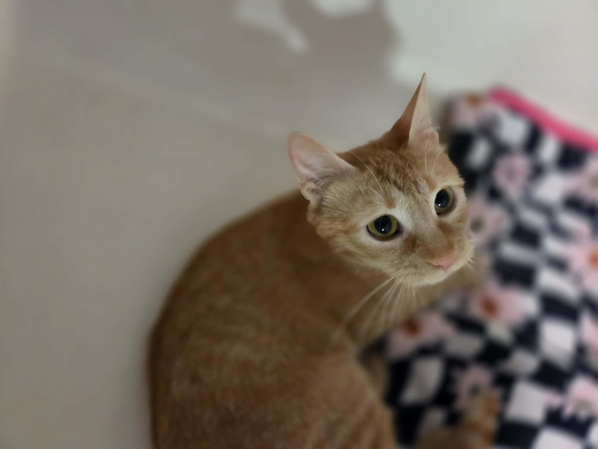 Enlarge MICKEY, a ADOPTABLE Domestic Short Hair in Loveland, CO image 2/4