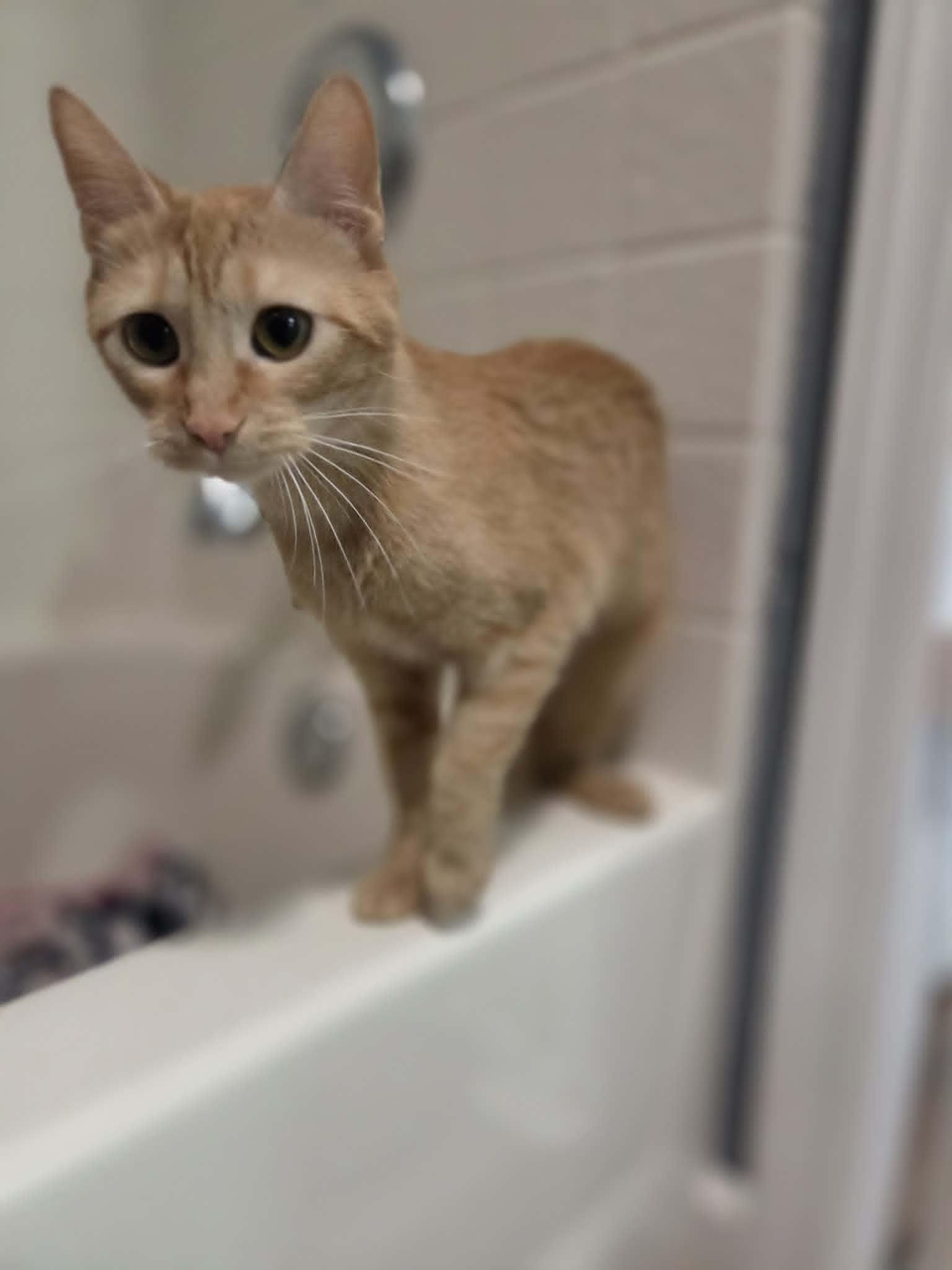 MICKEY, ADOPTABLE, Young Female Domestic Short Hair.