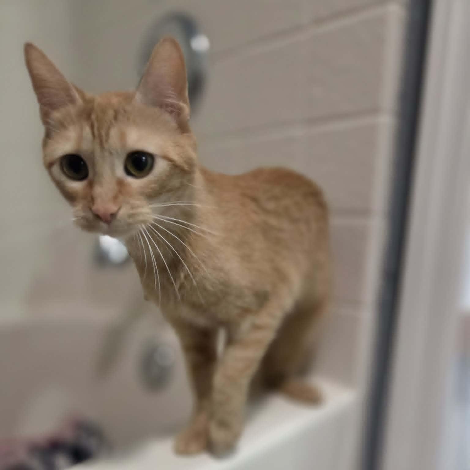Enlarge MICKEY, a ADOPTABLE Domestic Short Hair in Loveland, CO image 3/6
