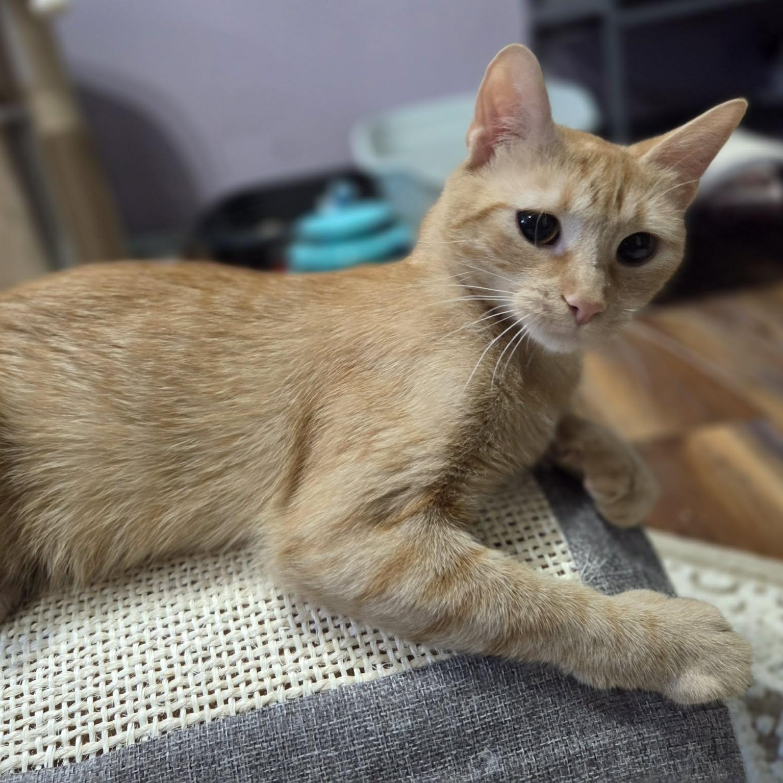 Enlarge MICKEY, a ADOPTABLE Domestic Short Hair in Loveland, CO image 1/6
