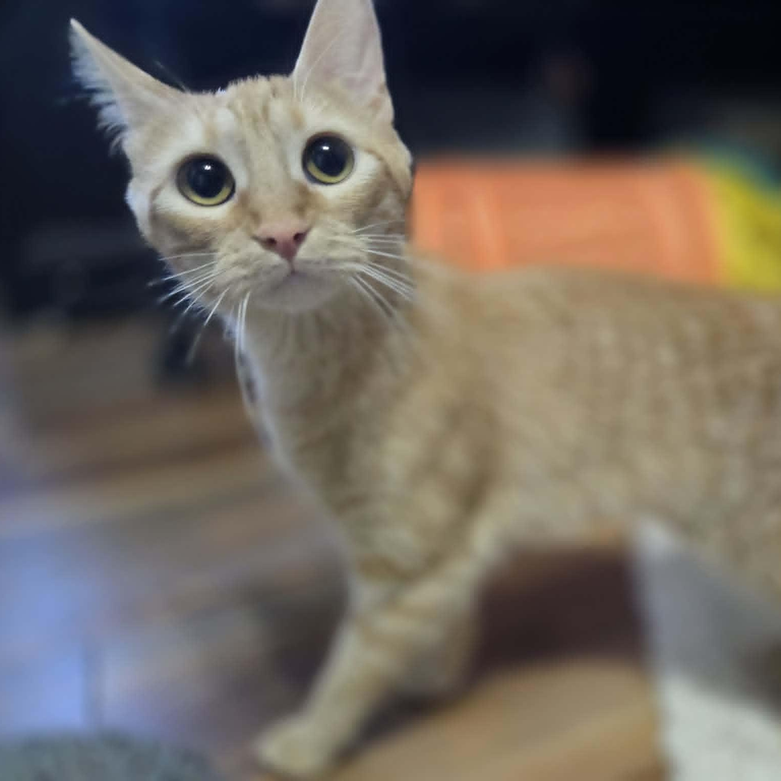 Enlarge MICKEY, a ADOPTABLE Domestic Short Hair in Loveland, CO image 4/6