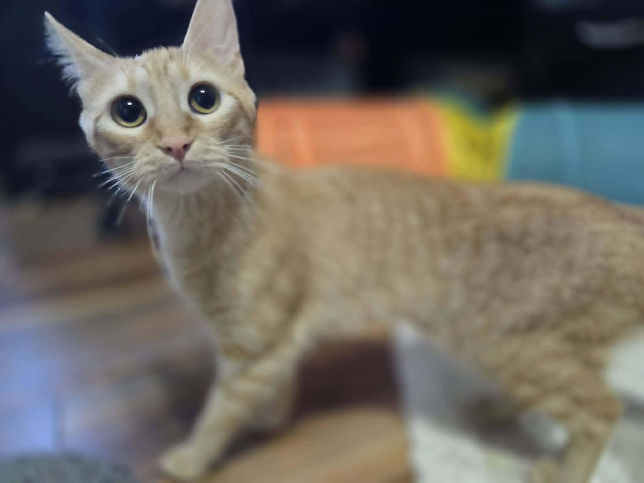 Enlarge MICKEY, a ADOPTABLE Domestic Short Hair in Loveland, CO image 3/4