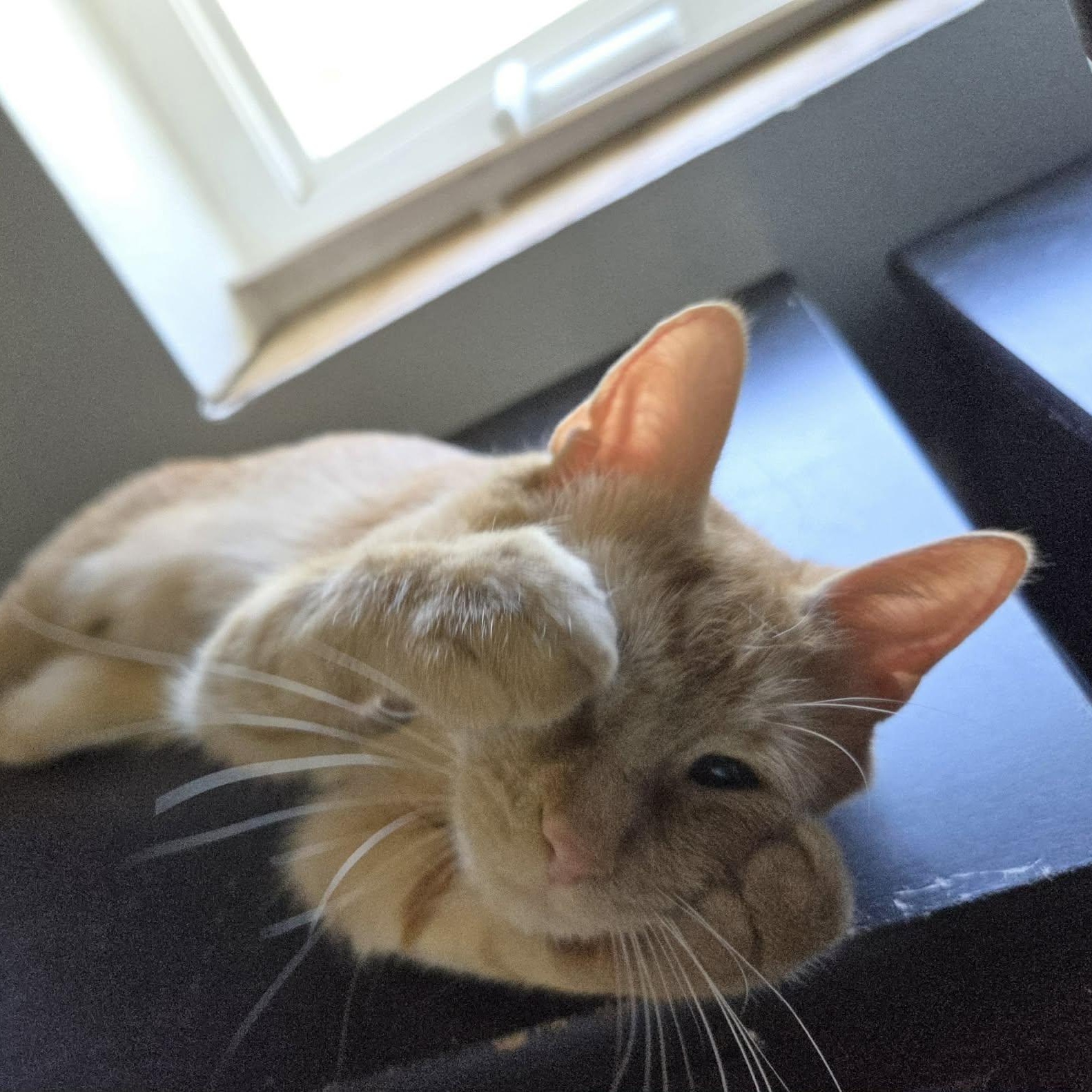 Enlarge MICKEY, a ADOPTABLE Domestic Short Hair in Loveland, CO image 2/6