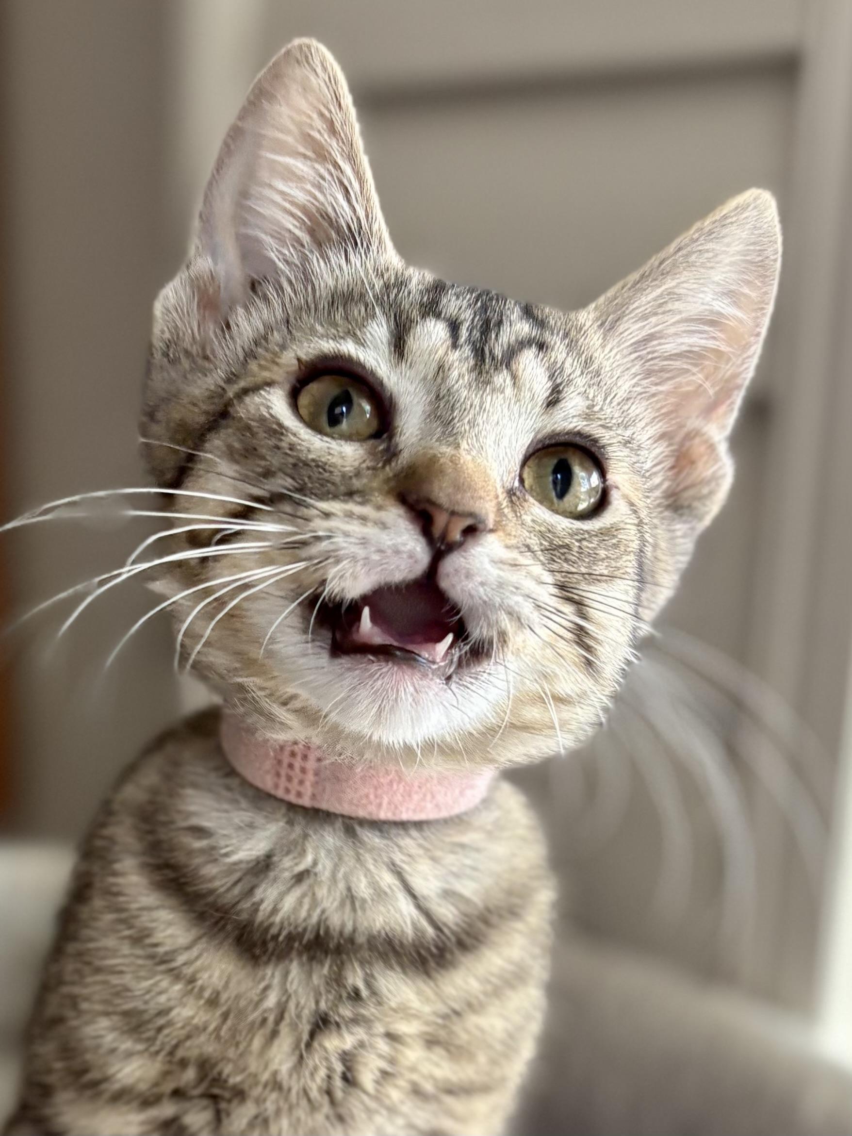 Enlarge Gaye, a Adoptable Domestic Short Hair in Oracle, AZ image 2/3