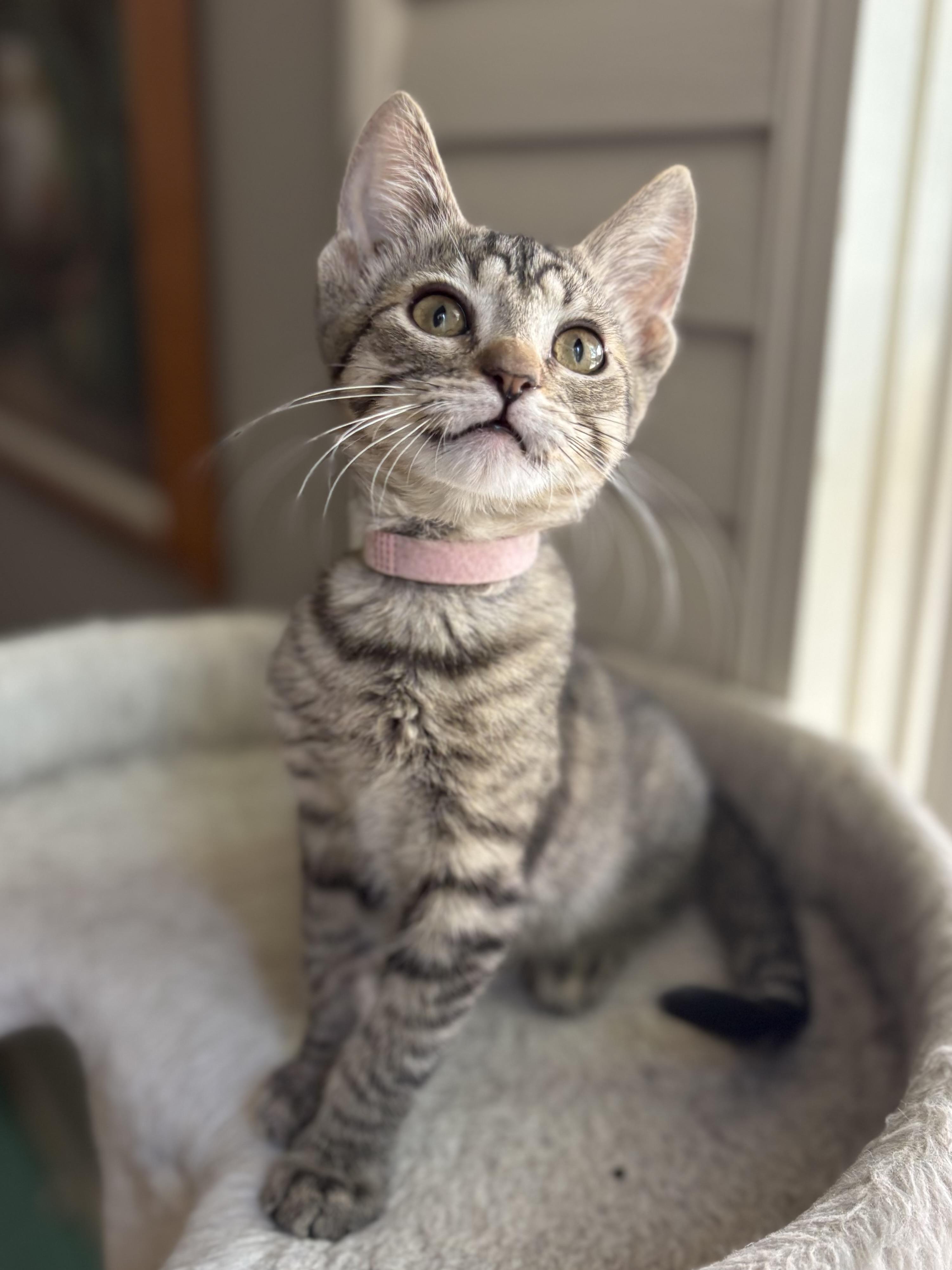 Enlarge Gaye, a Adoptable Domestic Short Hair in Oracle, AZ image 3/3