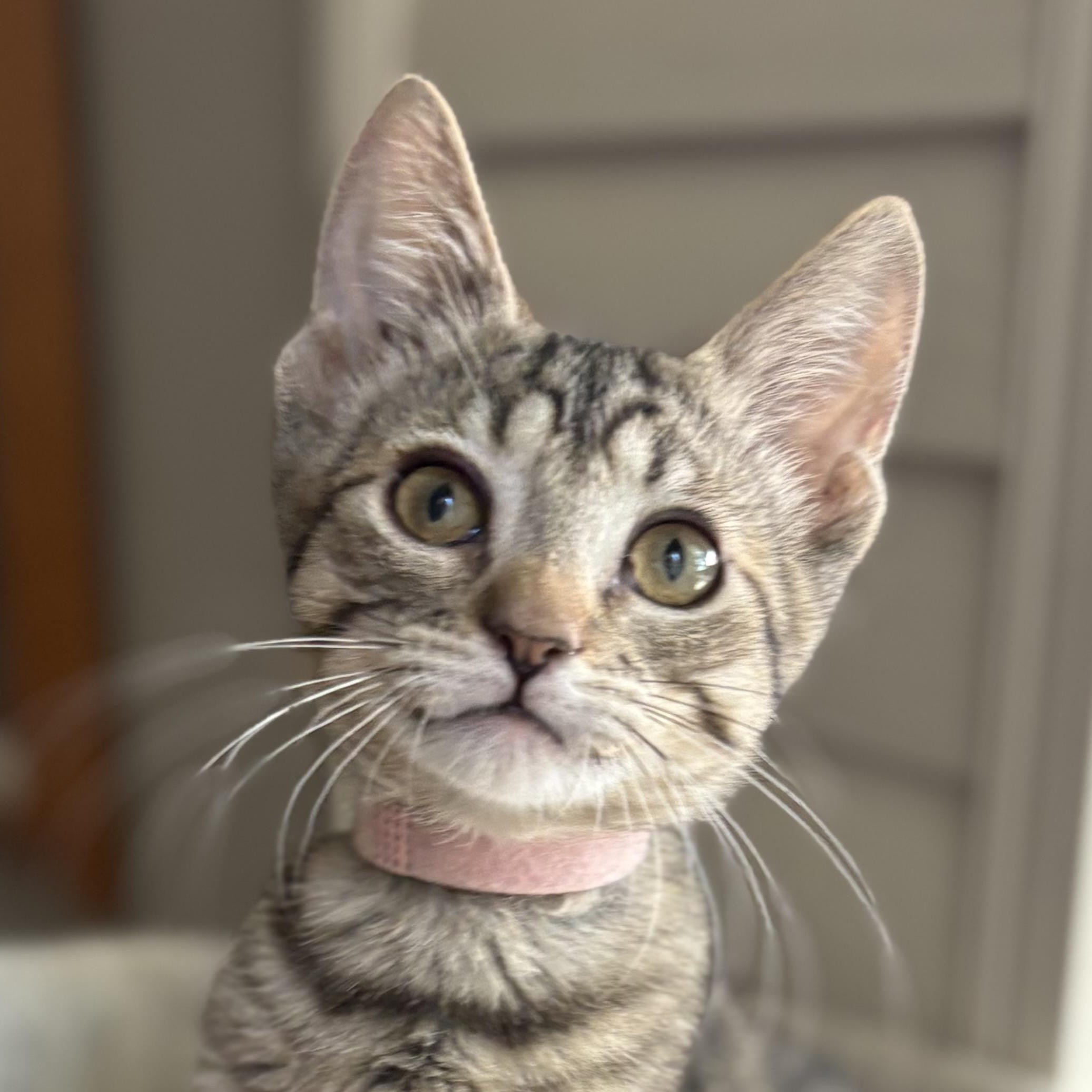 Gaye, Adoptable, Young Female Domestic Short Hair.