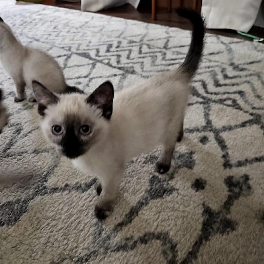 Enlarge Starry, a Adoptable Siamese in Ferndale, WA image 1/2