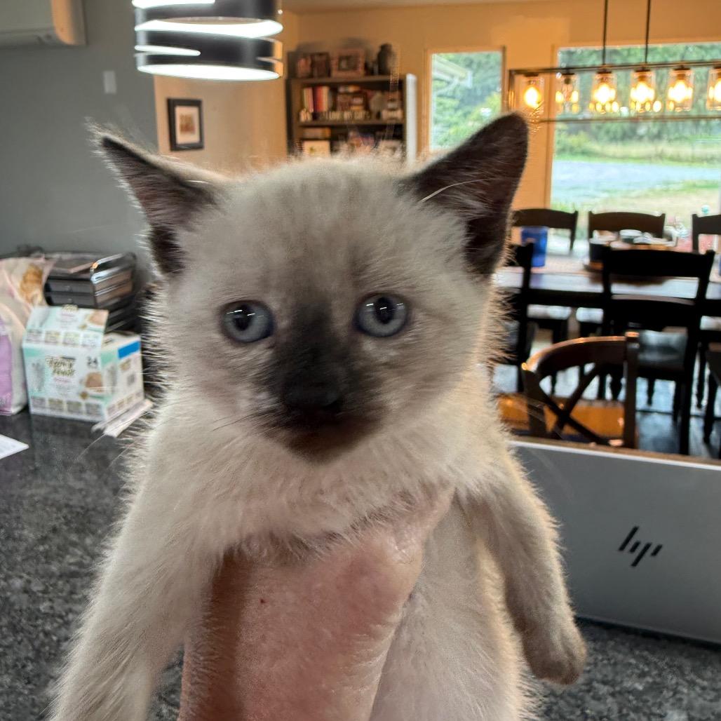 Enlarge Starry, a Adoptable Siamese in Ferndale, WA image 2/2
