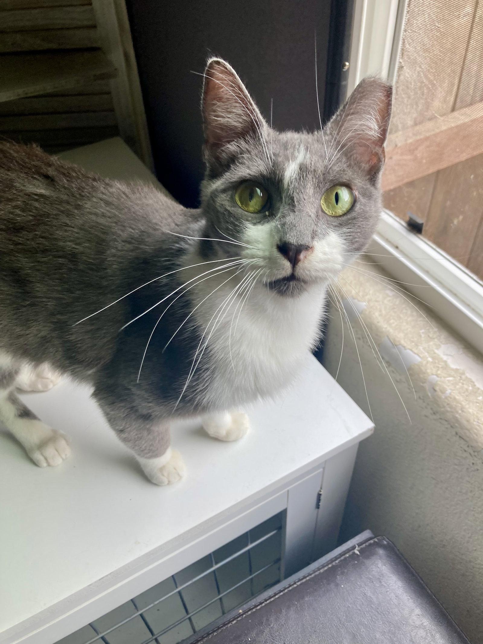 Monkey, Adoptable, Adult Male Domestic Short Hair & Tabby.