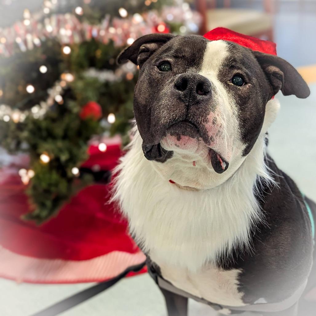 Enlarge Ed Bighead, a Adoptable Mixed Breed in Pittsburgh, PA image 1/6