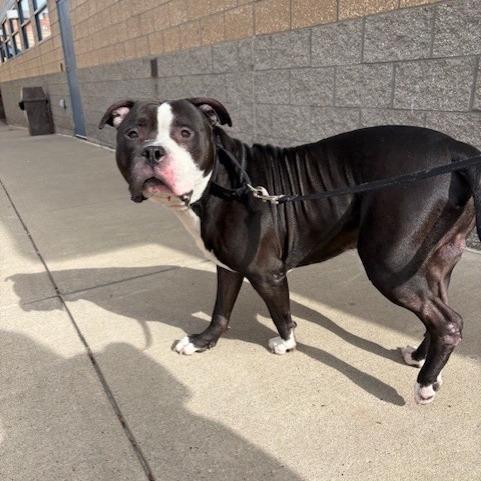 Enlarge Ed Bighead, a Adoptable Mixed Breed in Pittsburgh, PA image 2/6