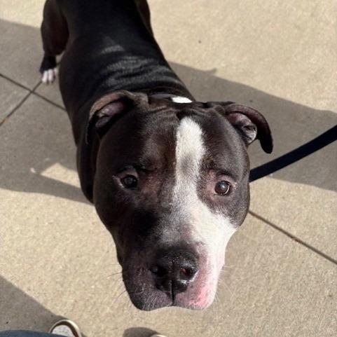Enlarge Ed Bighead, a Adoptable Mixed Breed in Pittsburgh, PA image 4/6