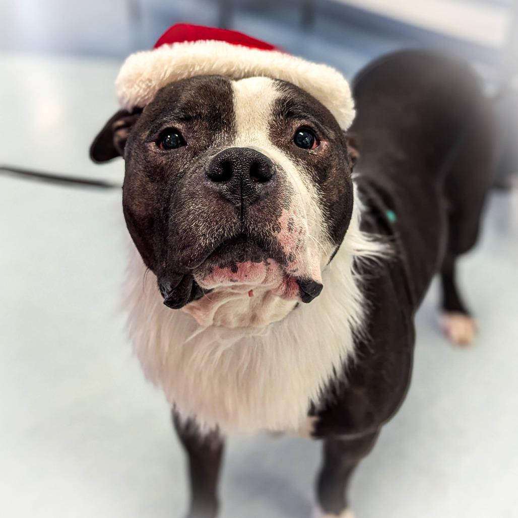 Enlarge Ed Bighead, a Adoptable Mixed Breed in Pittsburgh, PA image 5/6