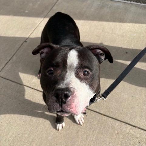 Enlarge Ed Bighead, a Adoptable Mixed Breed in Pittsburgh, PA image 6/6