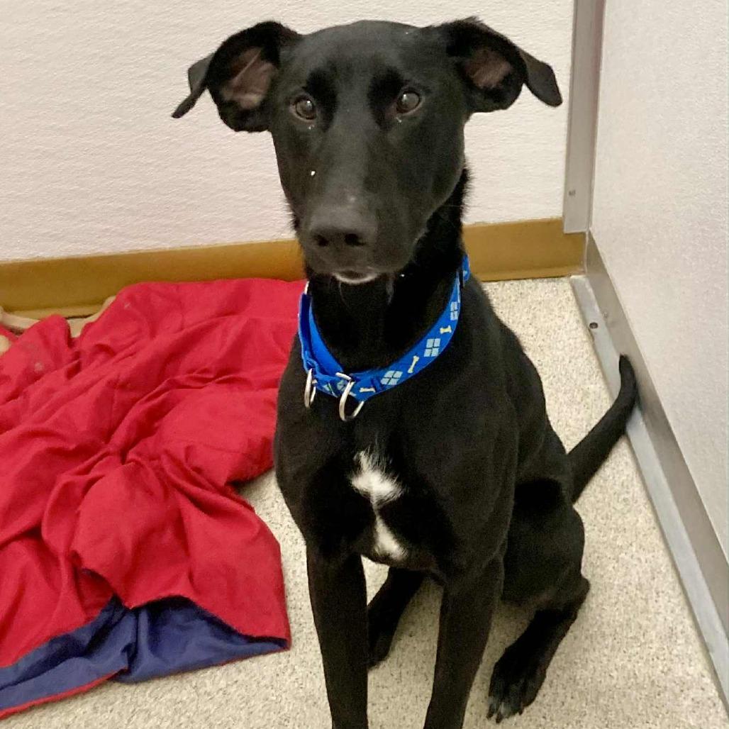 Enlarge Gonzo, a Adoptable Mixed Breed in Ballston Spa, NY image 1/1