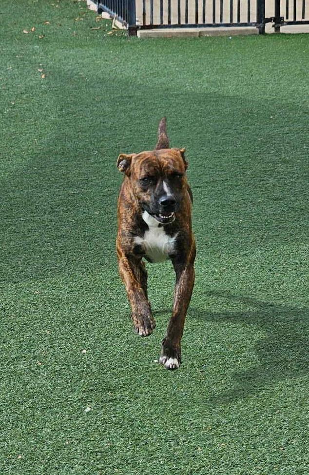 Sheldon-$75 Adoption Fee! Diamond Dog!, Adoptable, Adult Male Pit Bull Terrier & Plott Hound.