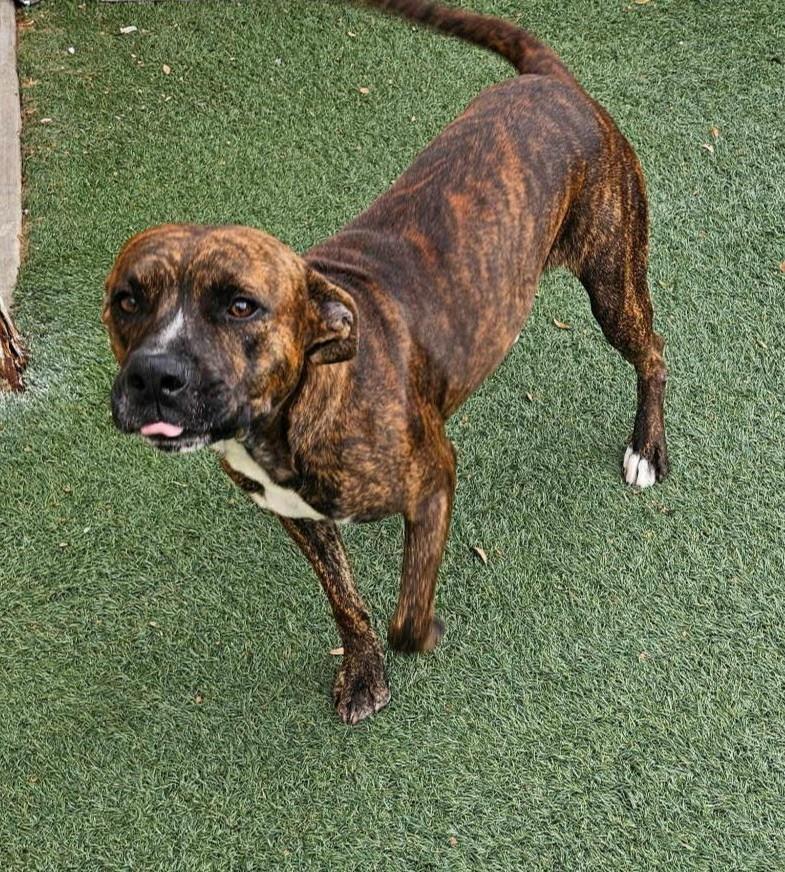 Enlarge Sheldon, a Adoptable mixed breed in Rockwall, TX image 1/3