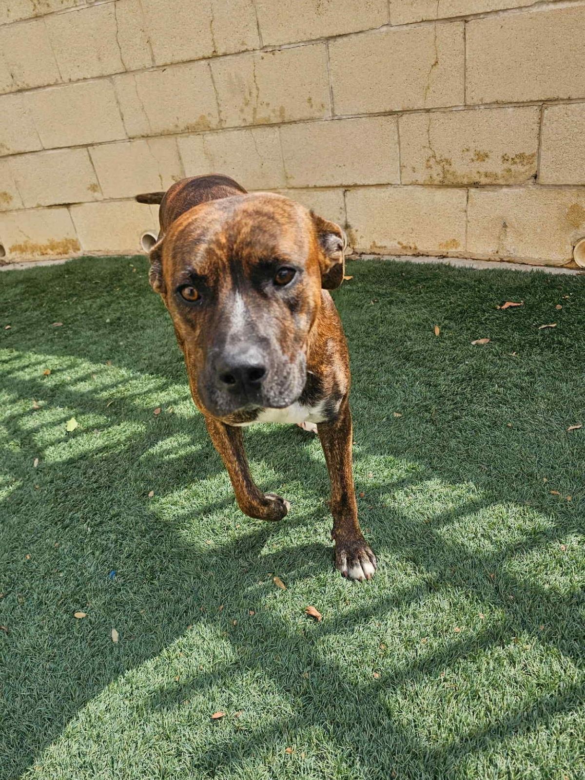 Enlarge Sheldon-$75 Adoption Fee! Diamond Dog!, a Adoptable mixed breed in Rockwall, TX image 2/3