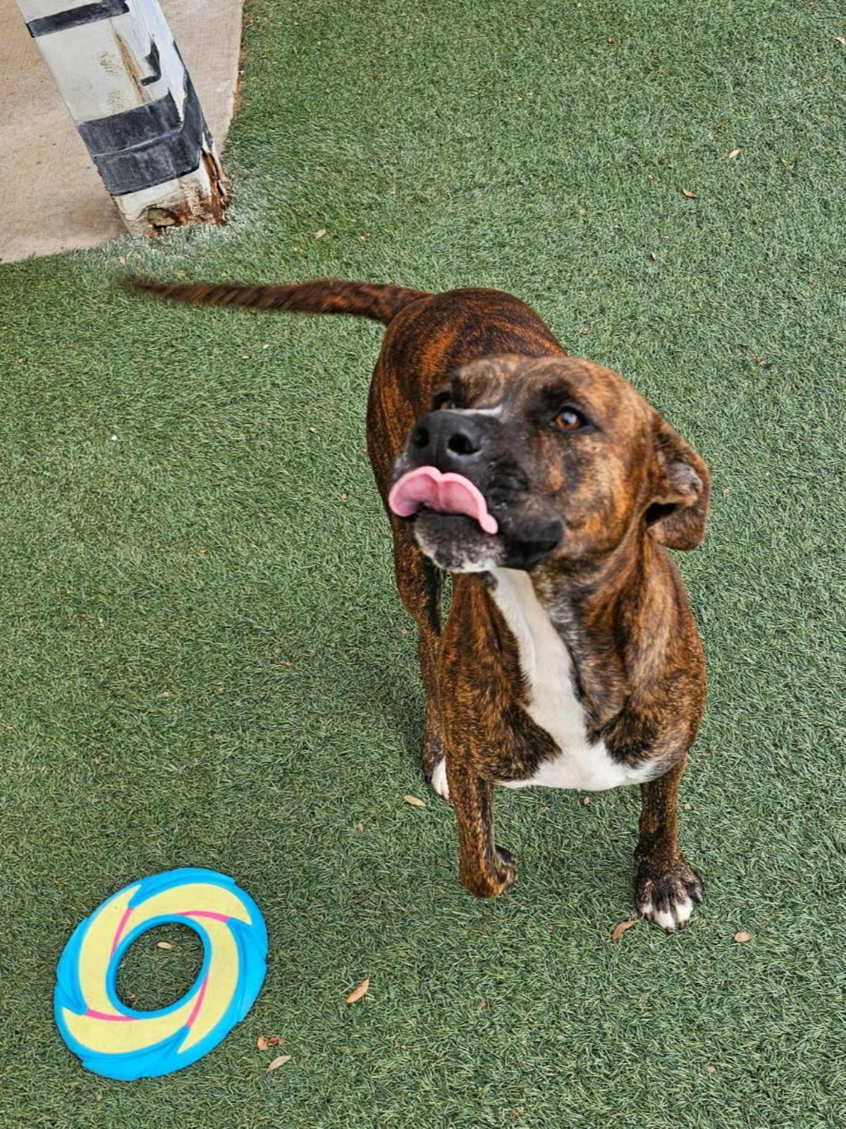 Enlarge Sheldon, a Adoptable mixed breed in Rockwall, TX image 3/3