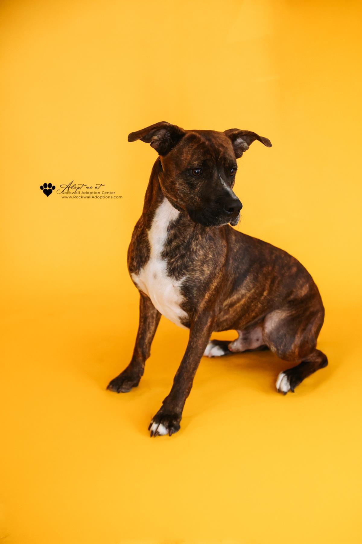 Enlarge Sheldon-$75 Adoption Fee! Diamond Dog!, a Adoptable mixed breed in Rockwall, TX image 3/3