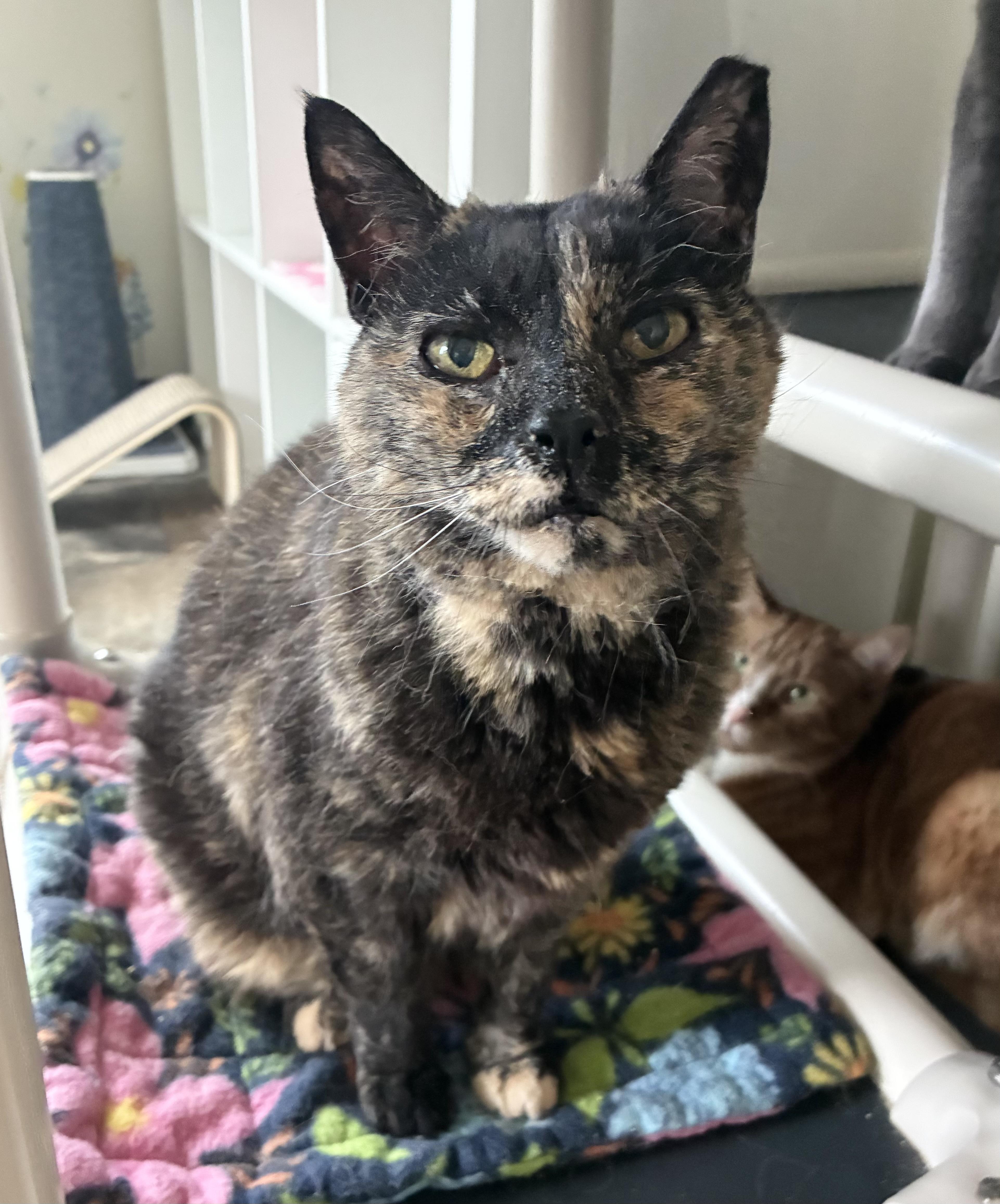 Enlarge Shortbread, a ADOPTABLE Domestic Short Hair in Breinigsville, PA image 1/1