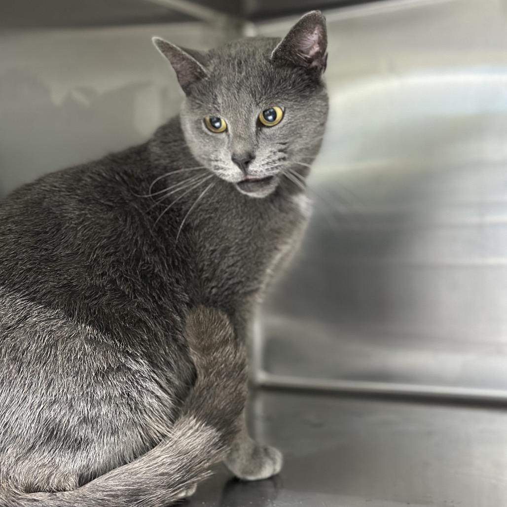 Hailee, Adoptable, Young Female Domestic Short Hair.